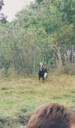 026-A special type of goat